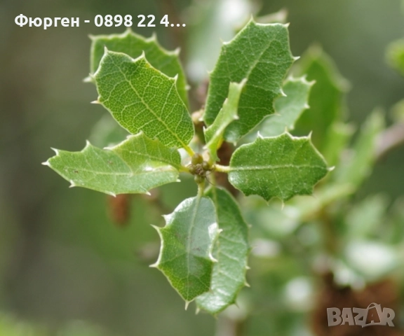 Дъб Пърнар – Вечнозелен СЕМЕНА (жълъди) Цена за 1 семе 40ст (0.20 €), снимка 2 - Разсади - 52897639