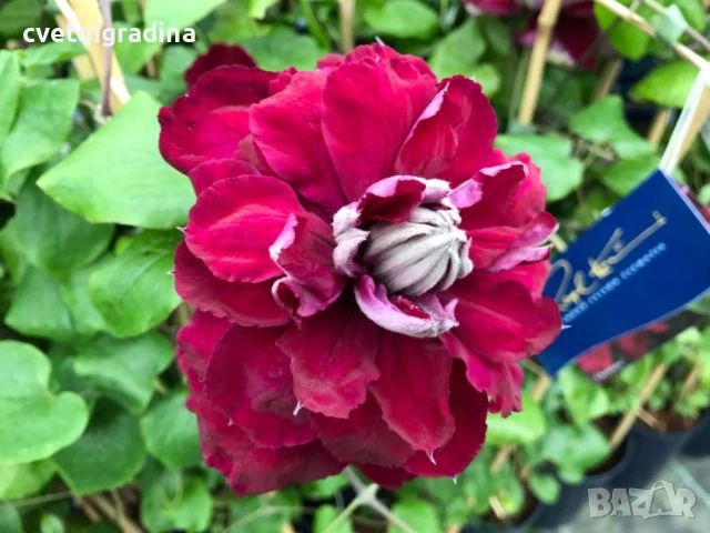 Clematis Red Star (Клематис Червена звезда)