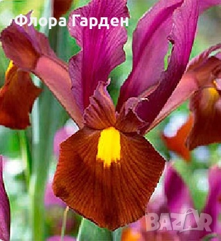 ЛУКОВИЦИ - Ирис, Анемоне, Алиум, Ранункулус - ПРЕДВАРИТЕЛНИ ПОРЪЧКИ, снимка 3 - Градински цветя и растения - 51036408