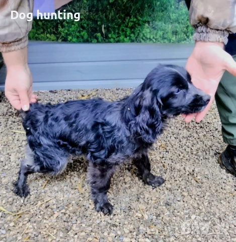 Кокер-бретон шпаньол, снимка 4 - Шпаньоли - 53469114