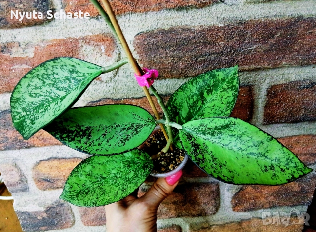 Хоя .Hoya patcharawalai 023 icensis silver splash