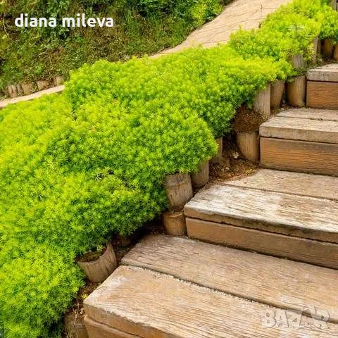 Седум Анджелина, Sedum rupestre Angelina, снимка 4 - Градински цветя и растения - 47307888