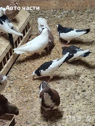 пазарджишки гълаби , снимка 13 - Гълъби - 48938177