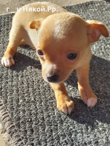 момиченце мини пинчер , снимка 2 - Пинчер - 53119957