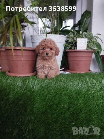 Той Пуделчета , снимка 8 - Пудели - 52909276