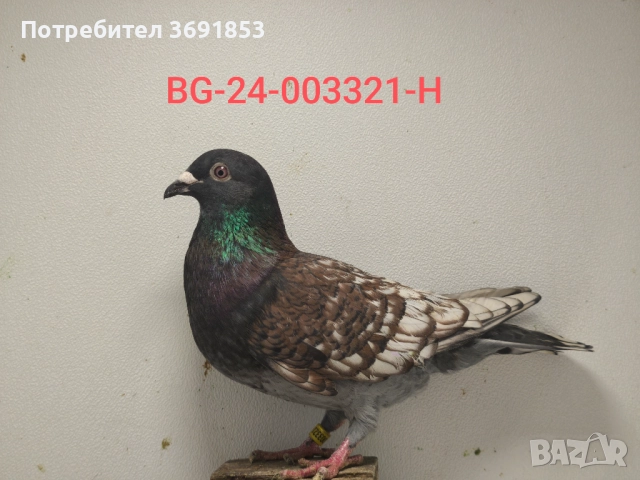 Цветни пощи, снимка 9 - Гълъби - 52336823