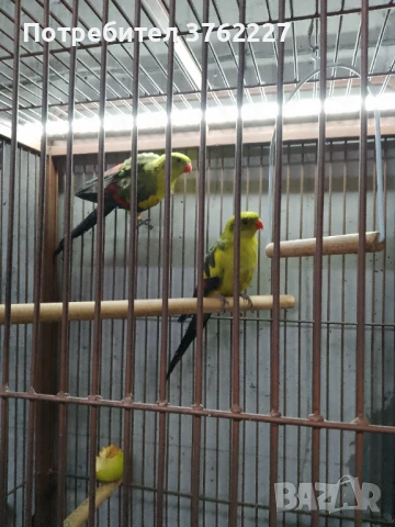 Продавам планински папагали, снимка 1