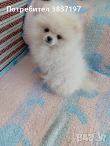 6 мъжки и 1 женско, снимка 10 - Померан - 52996319