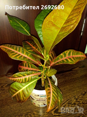 Планински кротон, височина 45-100см./цени в описанието , снимка 2 - Стайни растения - 44861352