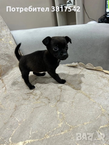 Мъжки пинчер, снимка 2 - Пинчер - 52710711