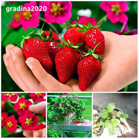 Разсад Ягода - Налични 25 сорта , снимка 6 - Разсади - 34764650