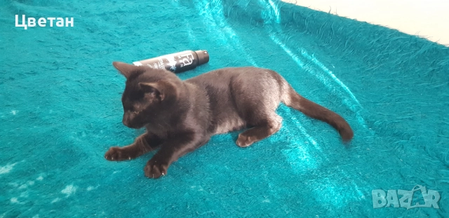 Коте, котка мъжка, снимка 5 - Други - 51740484