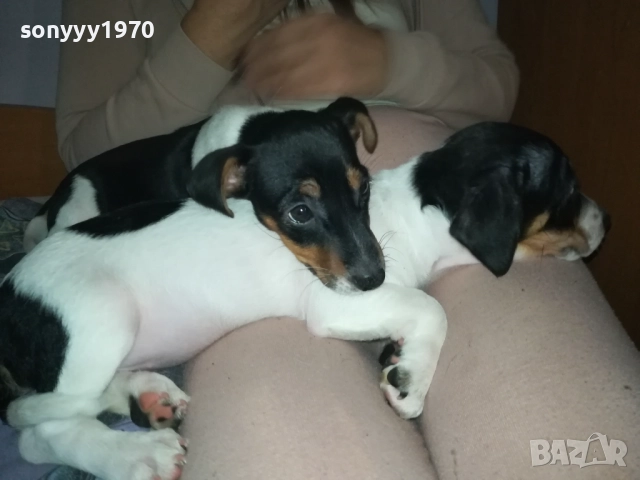 ФИНАЛНА ПРОДАЖБА-ПОСЛЕДЕН ДЖАК РЪСЕЛ-СЛАДКА ДАМА 3010251451, снимка 9 - Джак ръсел териер - 52235740