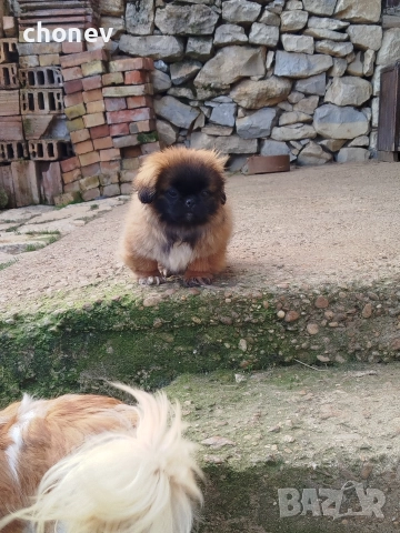 пекинез бебета малки, снимка 4 - Пекинез - 52072180