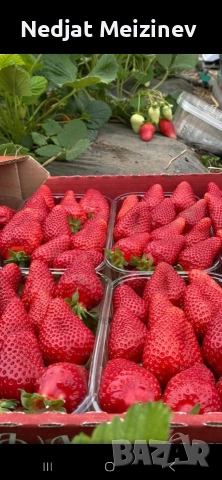 Ягоди сорт Клери