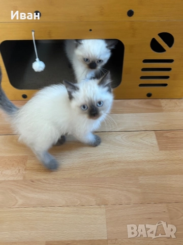 Породисто котенце, снимка 10 - Други - 52003298