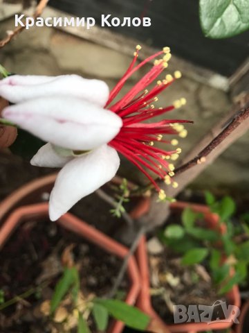 Ананасова Гуава, Фейхоа, Feijoa, йодно дърво, 8 различни сортa, плодове, семена и растения, снимка 7 - Градински цветя и растения - 27183163