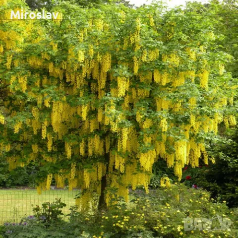 Златен дъжд (Laburnum anagyroides), снимка 6 - Градински цветя и растения - 50253808