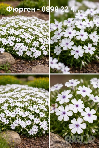 Флокс субулата (Phlox subulata) – пълзящ флокс, снимка 3 - Разсади - 37605672