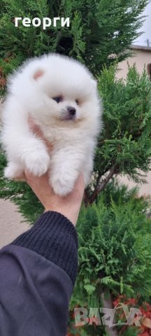 Померан, снимка 4 - Померан - 34914787