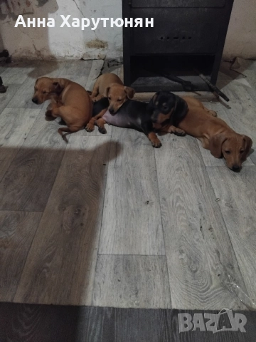 продавам четири дакелчета, снимка 4 - Дакели - 52100104