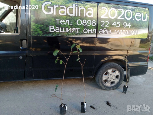 Слива - Налични 4 сорта Анджелино ,Черен диамант (Блек Даймънд) , Черен Сплендор - BLACK SPLENDOR и , снимка 7 - Разсади - 51852290