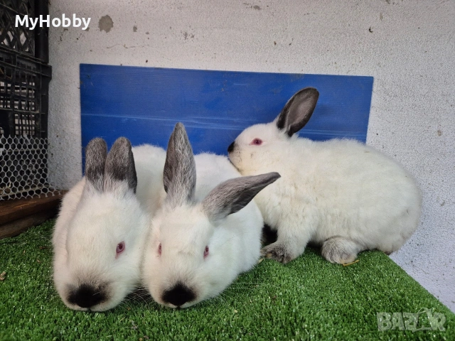 калифорнийски зайчета, снимка 3 - Други - 53063870