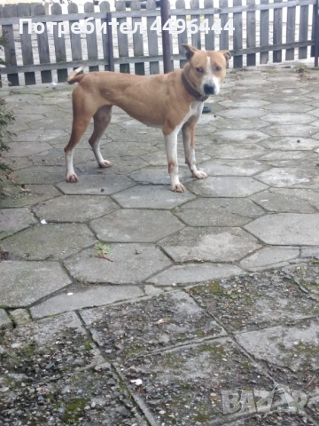 Родословна женска