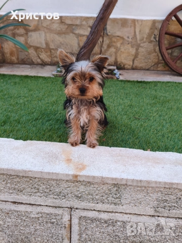 Мини йорки момче , снимка 1