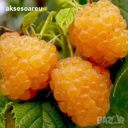20 качествени Семена от Британска Есенна Златна Малина Златни наситени Сладки Малини сочни плодове , снимка 7 - Сортови семена и луковици - 50332013