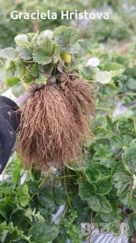 Продавам качествен разсад ягоди , снимка 10 - Градински цветя и растения - 53496428