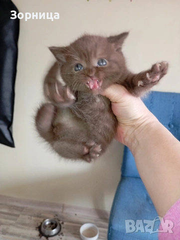 БРИТАНСКО КОТЕ, снимка 2 - Британска късокосместа - 53468415