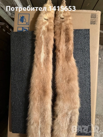 Продавам препарирана невестулка, снимка 5 - Антикварни и старинни предмети - 53307881