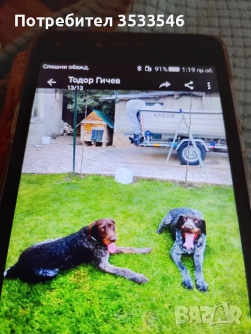 Кученца порода дратхар , снимка 2 - Дратхаар - 53181223