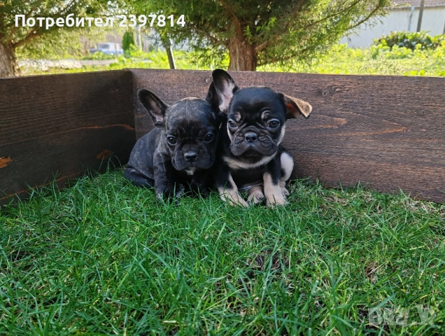 Френски булдог , снимка 3 - Френски булдог - 52372599