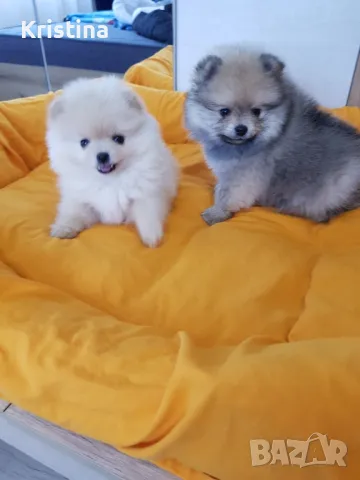 Померан померанчета померани, снимка 2 - Померан - 49137655