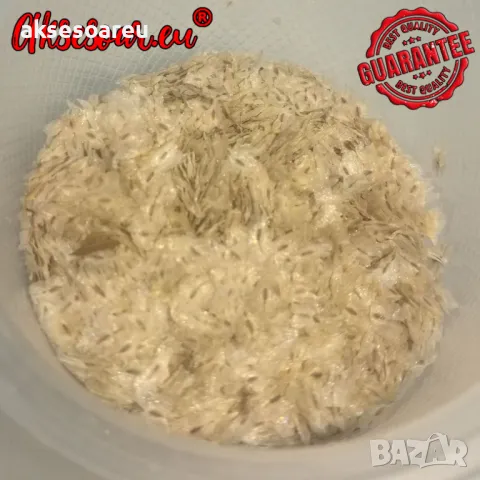 400 Качествени семена от медоносно дърво пауловния томентоса за пчелари дървен материал и сянка , снимка 18 - Сортови семена и луковици - 50391176