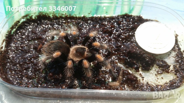 Тарантла tarantula , снимка 4 - Други - 44106536