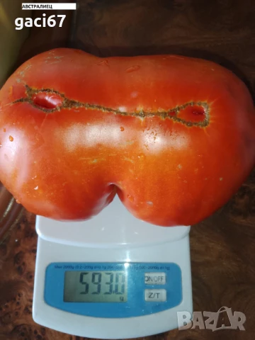 Семена домати и други зеленчуци , снимка 6 - Сортови семена и луковици - 51342295