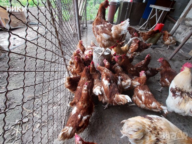 Продавам оплодени яйца от кокошки брама, снимка 5 - Кокошки и пуйки - 40527665