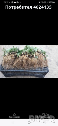 Продавам расад ягоди и малини, снимка 8 - Сортови семена и луковици - 53573340