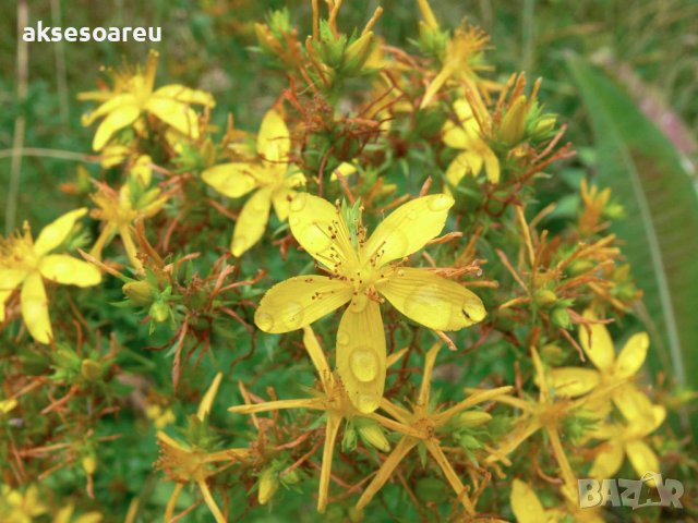 Висококачествени семена от жълт кантарион 2000 бр. семена билка антидепресант медоносно растение за , снимка 9 - Сортови семена и луковици - 37674487