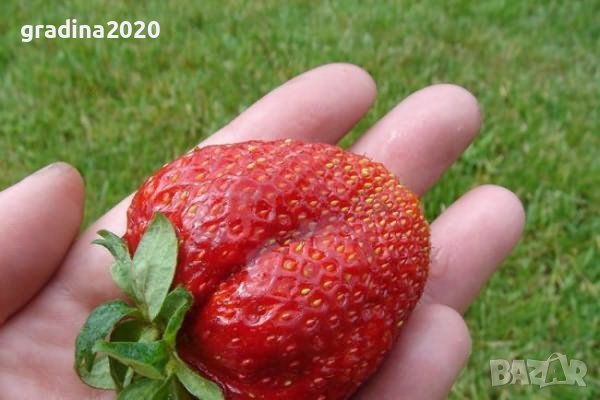 Ягода Максим - Strawberry Maxim Ягода гигант с прекрасен вкус и лесна за отглеждане, снимка 3 - Разсади - 39566638