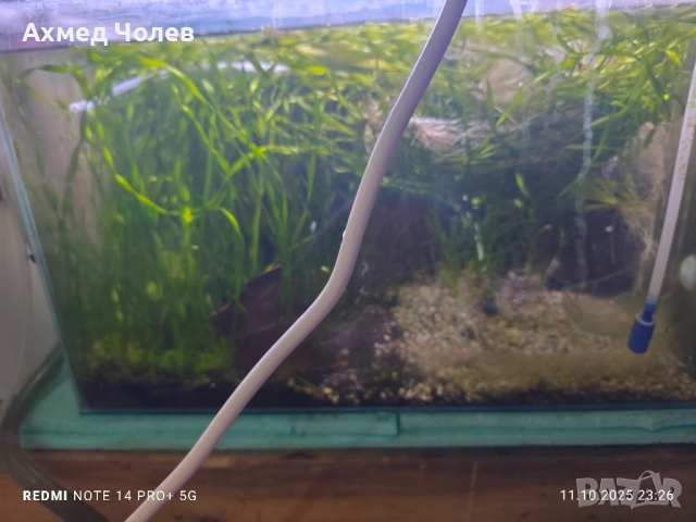 Спираловидна Валиснерия, снимка 3 - Други - 52030209