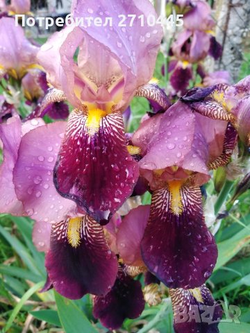 Семена от тагетис, невен, ирис, здравц, цветя, снимка 6 - Сортови семена и луковици - 42770469