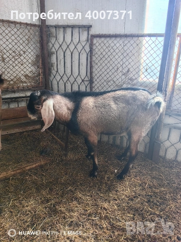 Англонубийски кози и пръч, снимка 17 - Кози - 52928138