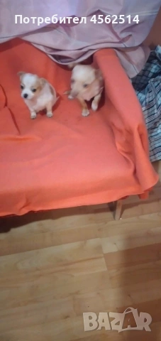 Продавам пинчери на 3 месеца и половина, снимка 3 - Пинчер - 53394214