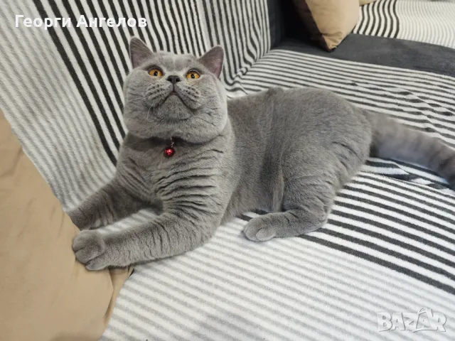 ЧИСТОКРЪВЕН МЪЖКИ БРИТАНЕЦ ЗА РАЗПЛОД, снимка 3 - Британска късокосместа - 48316235