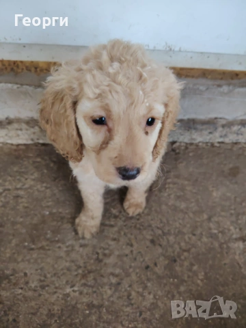 Кокер х Лагото - кученца, снимка 5 - Кокер шпаньол - 53471710