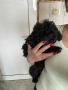 Мини Пудел , снимка 8